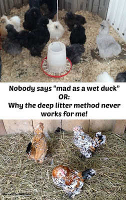 Deep litter method | ducks