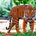 Un tigre mata a un niño de 10 años tras arrastrarlo hasta un bosque.