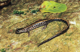 salamandra rayada dorada Chioglossa lusitanica