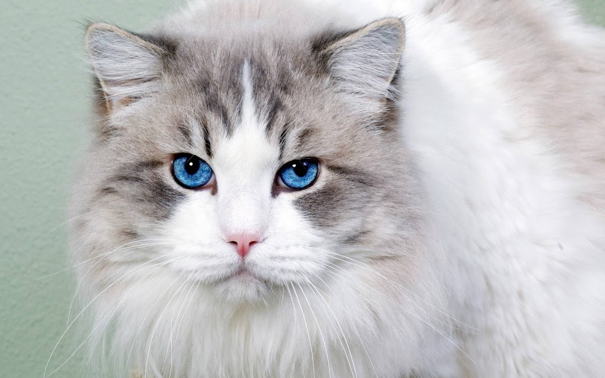 Blue Eyes Cat Widescreen Wallpaper