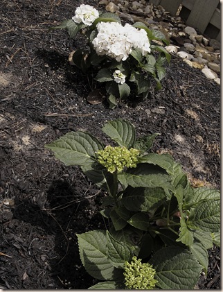 white hydrangeas