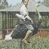 Riding an Ostrich