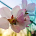 16Peach blossoms in spring photographs, come to see our collection
