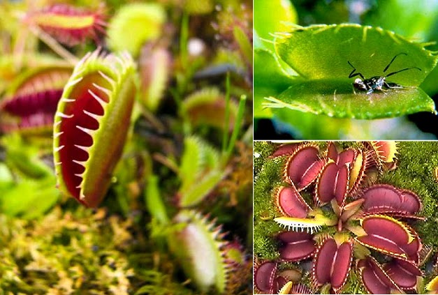 Tanaman Venus Flytrap | tanamanbaru