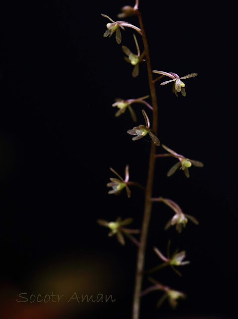 Tipularia japonica