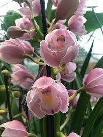 rare orchids, Chez Maximka