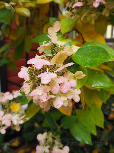 lingonberryhouse, home, garden, autumn, koti, puutarha, syksy