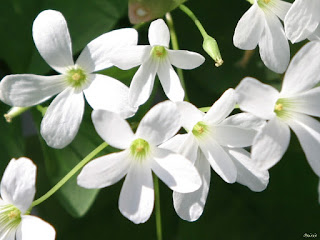 flores-de-petalos-blancos