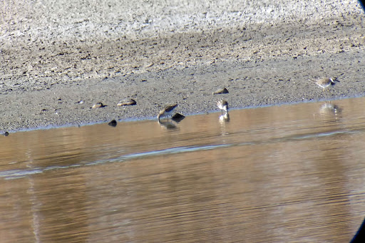 Correlimos menudo (Calidris minuta)