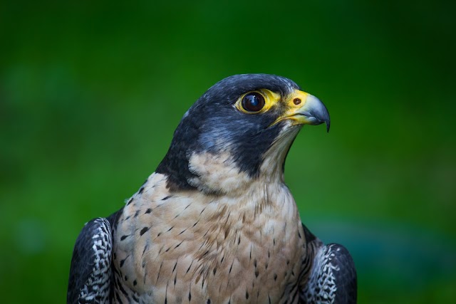 pigeon trap by falcon