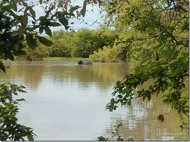 Elephant swimming Mole National Park