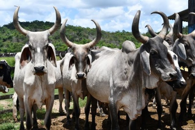 Bahia recebe 1,2 milhão de doses da vacina contra aftosa e amplia campanha até 16 de julho