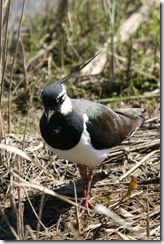 Lapwing