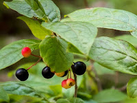 huckleberry - la airelle - Vaccinium spp.