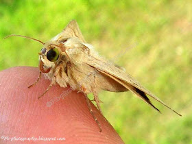 Corn Earworm Moth