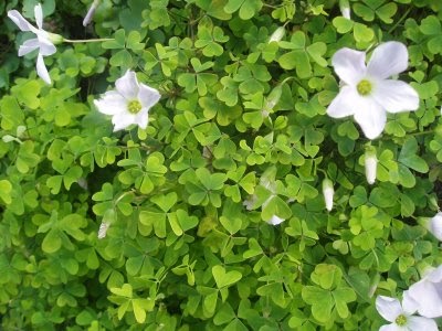 Wild Picnic Wood Sorrel Oxalis Incarnata