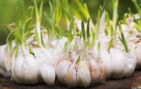 garlic, how to grow garlic