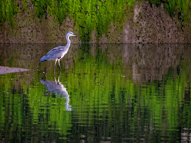 Photo of one of the two smaller herons fishing at the bottom of the slipway