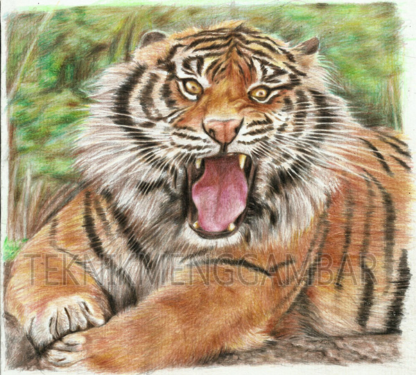 95 Gambar Wajah Harimau Sumatera Paling Bagus Gambar Pixabay