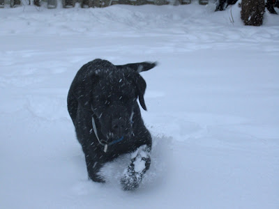 Black lab puppy Romero is trudging through about 10 centimetres of freshly fallen snow in our backyard, with even more falling down around him. Along the top border of the picture is a wooden fence and one small tree, and the rest of the picture is white. Romero is in the centre of the picture walking towards the camera, and his black fur is speckled with snowflakes. The snow comes nearly up to his belly in some places. He is stepping forward with his left front paw, and there is a spray of snow coming from his leg as he lifts it.