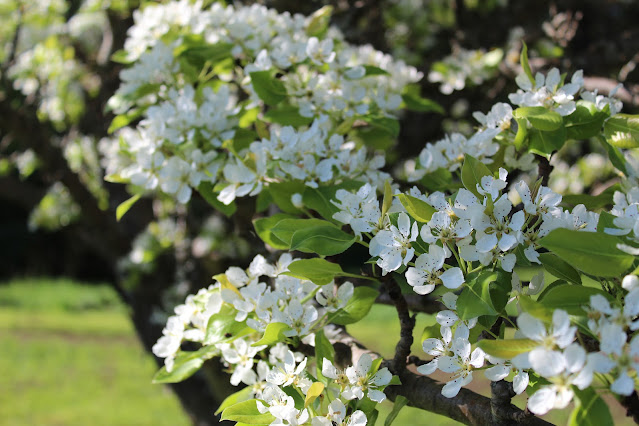 Pear Blossoms