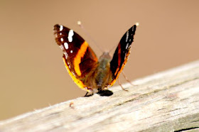 red admiral butterfly