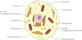 plant cell and animal cell pictures. ANIMAL CELL (FIGURES); ANIMAL