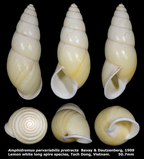 Amphidromus pervariabilis protracta 50.7mm