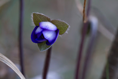 Bud of Hepatica nobilis.