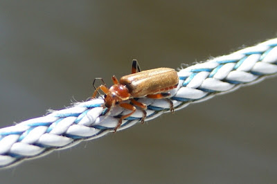 Geel Soldaatje - - Cantharis livida