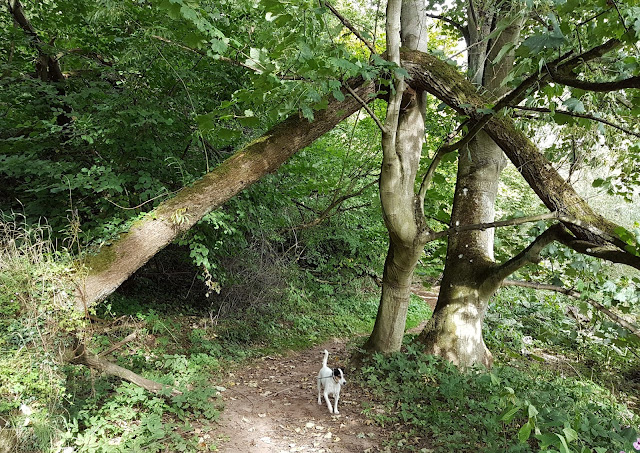 Bracken exploring along the river path