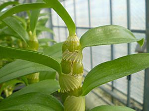 デンドロビュームの花芽分化 Dendrobium Blog