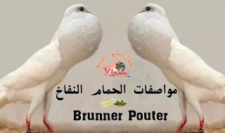 مواصفات الحمام النفاخ Brunner Pouter