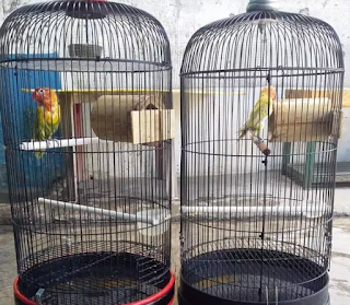 Tips Menambah Durasi Ngekek Lovebird dengan terapi Bambu Gila