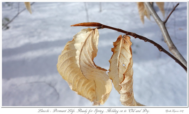 Lincoln: Dormant Life. Ready for Spring. Holding on to Old and Dry.