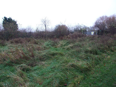 Acid grassland before mowing