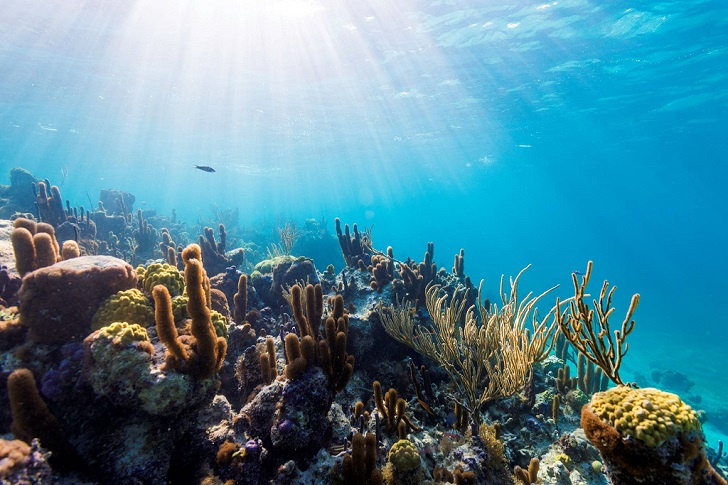 Apa yang Dimaksud Leeward Reef? Belajar Sampai Mati, belajarsampaimati.com, hoeda manis