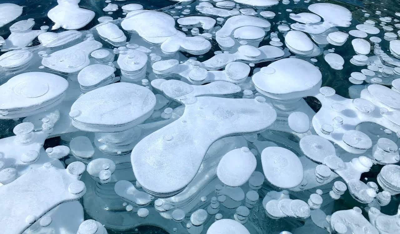 Abraham Lake Ice Bubbles - Stunning Bubbles Frozen Under Lake Abraham