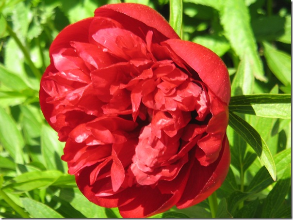 PION (2)