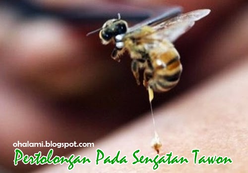 Cara Mengobati Serta Pertolongan Pertama Pada Sengatan Lebah (Tawon)