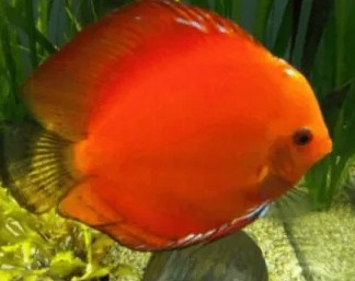 jenis ikan discus malboro