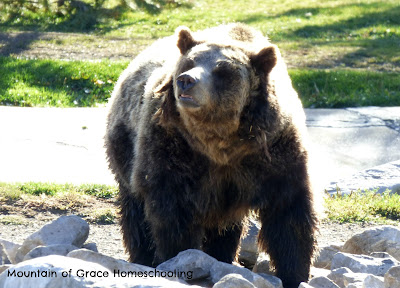 Grizzly and Wolf Center