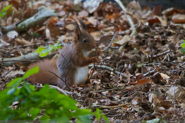 Rode Eekhoorn - Red Squirrel - Sciurus vulgaris