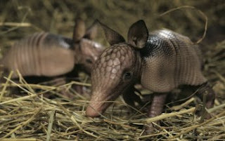 Armadillos pequeños