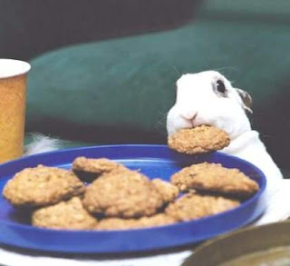 Funny Rabbit Eating Cookies, Facebook funny pics, pictures for facebook dp