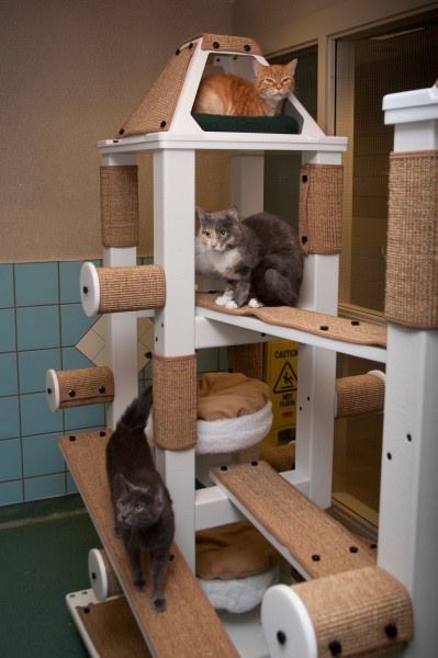 Gambar Cat Rumah Kayu Trend Saat Ini!