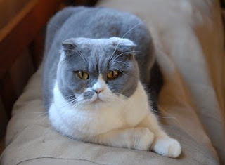 scottish fold pet cat uisdieren animaux de compagnie Haustiere animales domesticos husdjur Evcil Hayvan anifeiliaid anwes domace zvali augintiniaiuisdieren animaux de compagnie Haustiere domesticos husdjur Evcil Hayvan anifeiliaid anwes domace zvali augintiniai