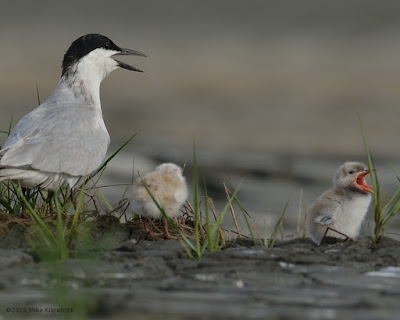 Gull-billed Tern adult and chicks vocalizing © Michael Kilpatrick