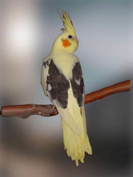 Cockatiel parakeet