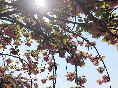 【寝屋川市】打上川治水緑地の牡丹桜（4月中旬～下旬に見頃）